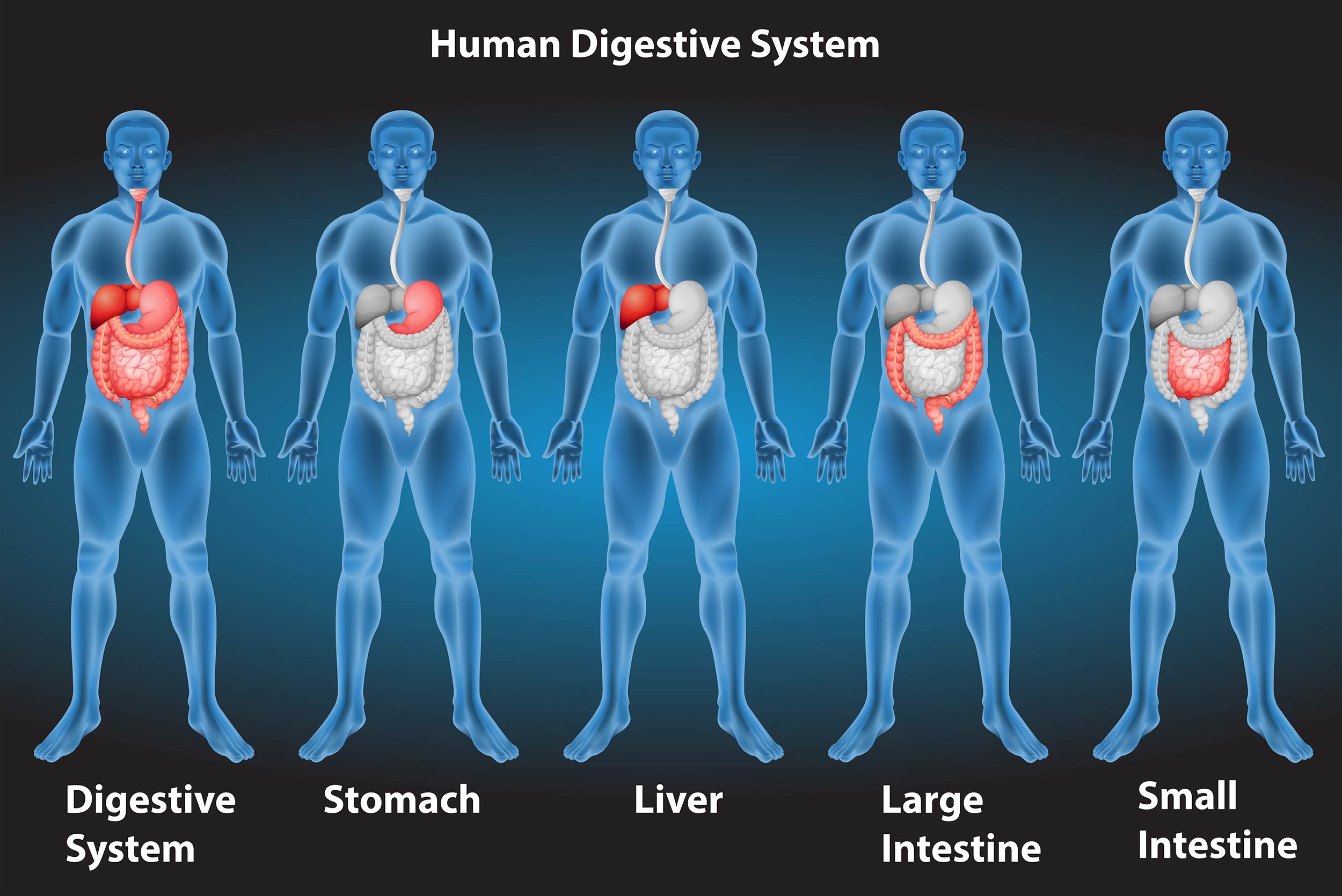 THE DIGESTIVE SYSTEM & HOW IT WORKS - Berkshire Gastroenterology